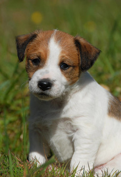 小狗jack russel梗