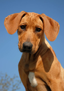 小狗的羅得西亞脊背犬