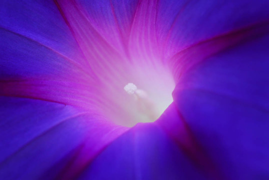 天藍(lán)色的牽牛花Ipomea