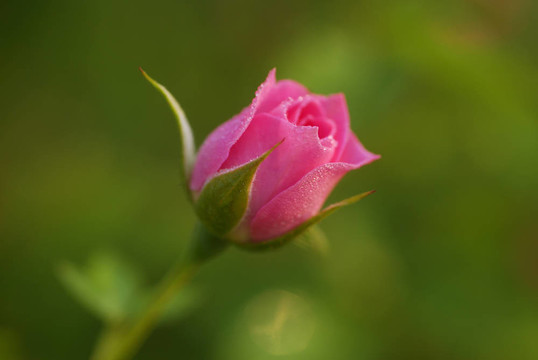 Rose Flower芽