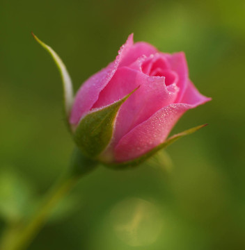Rose Flower芽