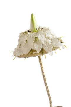 花束
