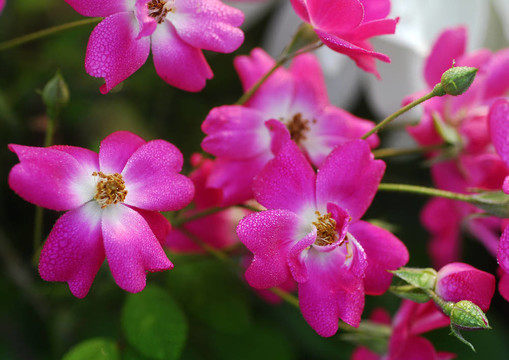 Pink Rose Flowers束