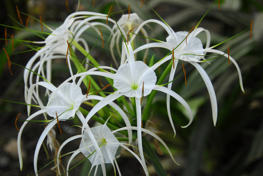 白spiderlily花文殊蘭
