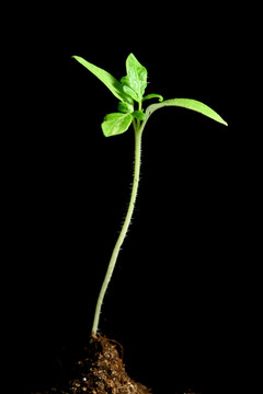 新生命的植物