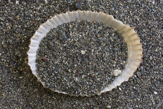 海灘上的沙子和貝殼從莫洛凱島島；夏威夷