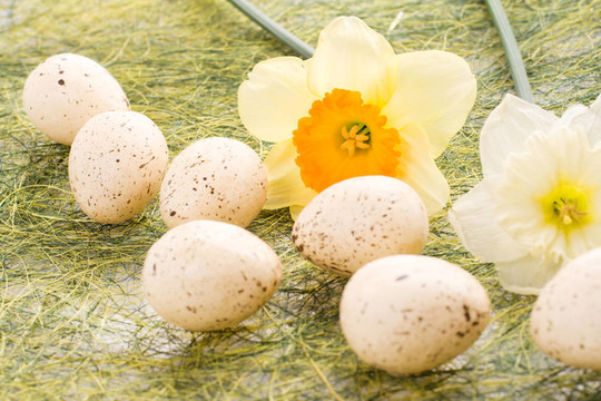 水仙花和復(fù)活節(jié)彩蛋
