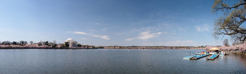 潮汐湖櫻花全景