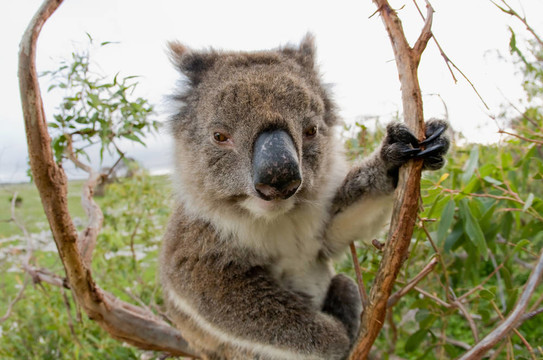 Koala在澳大利亞的一棵桉樹(shù)里
