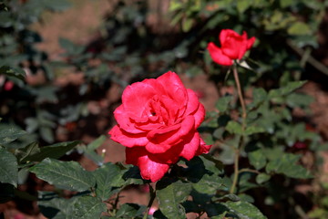 玫瑰花