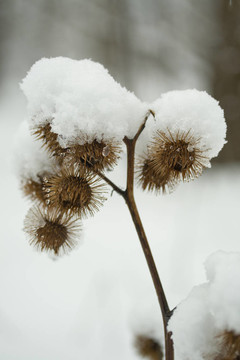 牛蒡在雪中