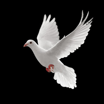 pigoen飛行