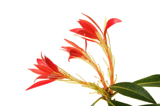 菜青蟲(chóng)
