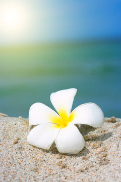 熱帶海灘上的雞蛋花