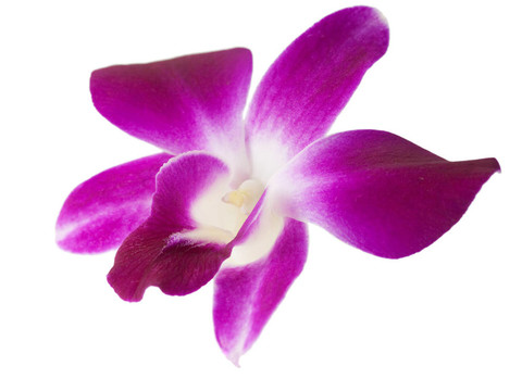 蘭花