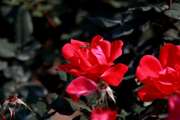 玫瑰花