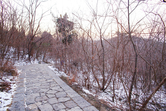 山林小路