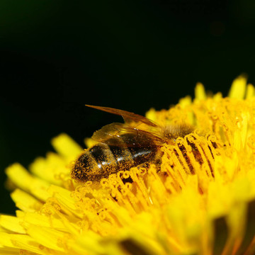 蜜蜂