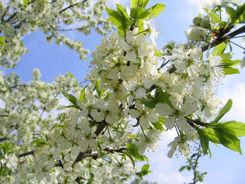 一棵開(kāi)花的樹(shù)的樹(shù)枝