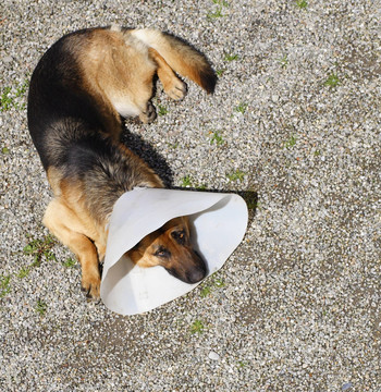 狗德國(guó)牧羊犬