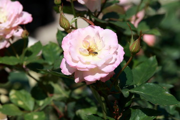玫瑰花