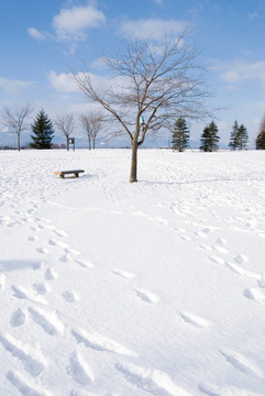 在雪中的腳印