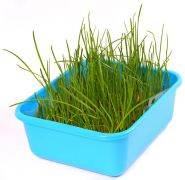 草