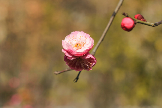 一枝梅花開(kāi)