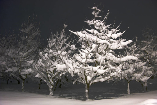 雪樹(shù)