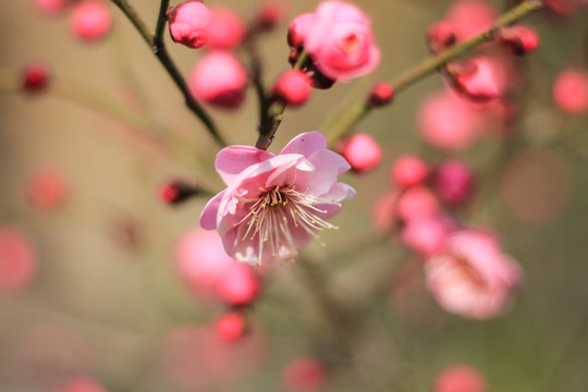 梅花朵朵開