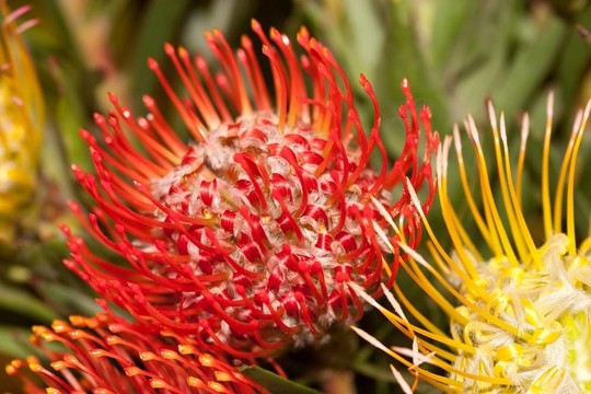 Scadoxus繁花
