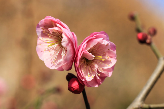 兩朵梅花