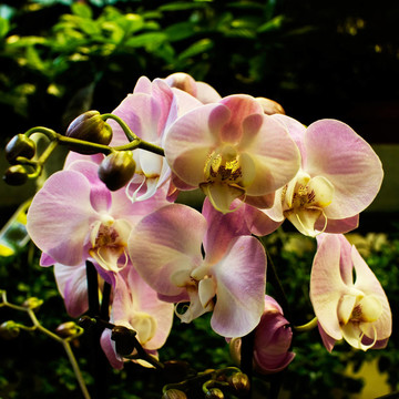 花蝴蝶蘭