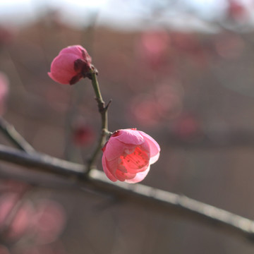 粉紅梅