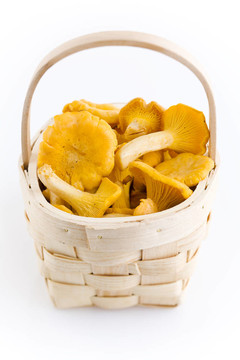 雞油菌