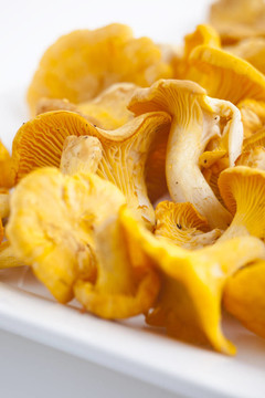 雞油菌