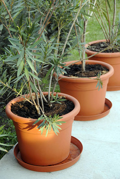 院子里的植物