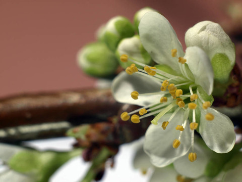 梅花極端特寫-（Prunus cultivar）