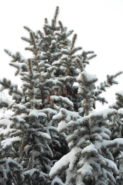 雪中的冷杉樹