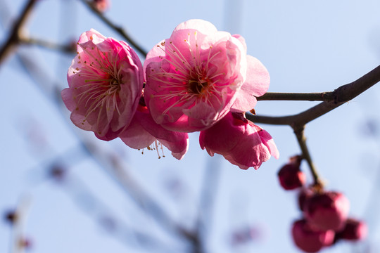 梅花開放