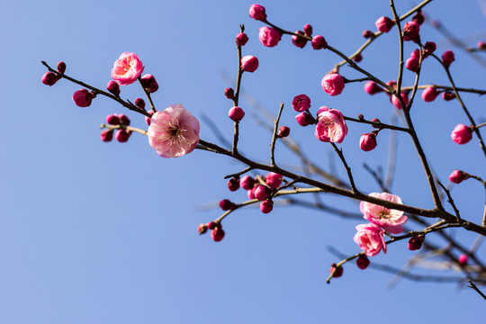 梅樹(shù)寫(xiě)意
