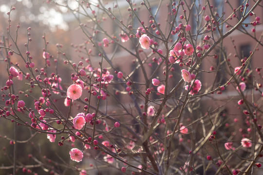 一樹梅花