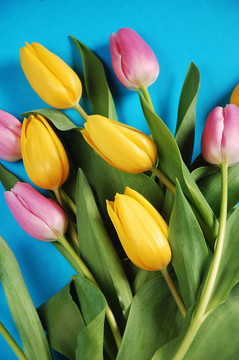 粉紅和黃色的郁金香