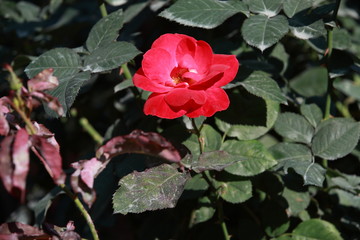 玫瑰花