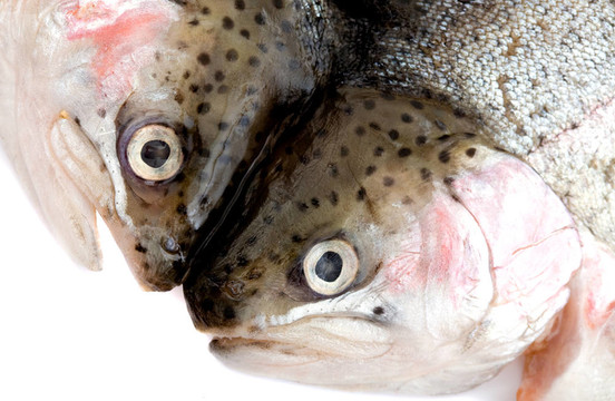 魚海食品