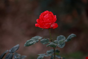 玫瑰花