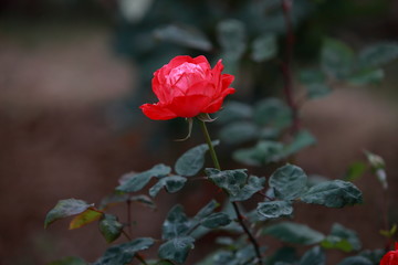 玫瑰花