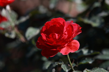 玫瑰花