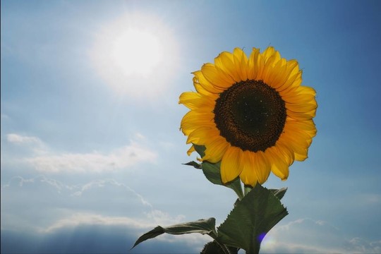 太陽和向日葵