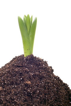 洋蔥植物生長